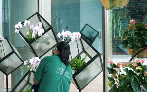 广州办公室绿植租赁价钱是怎么收费的？