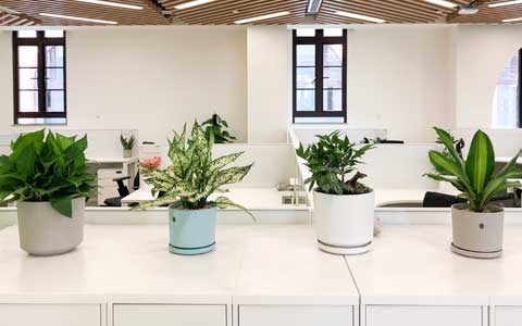 办公室室内植物怎么养？爱花的你万万不要错过