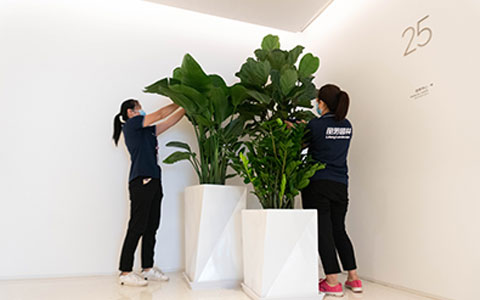 AG8亚洲国际游戏集团：适合摆放办公室的绿色植物