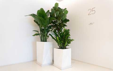 花卉绿植租赁养护收费标准？
